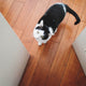 Kratzbaum Katze - Pawsometime