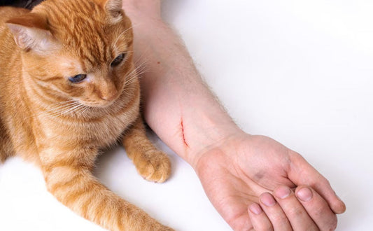 Katzen Baum - Pawsometime