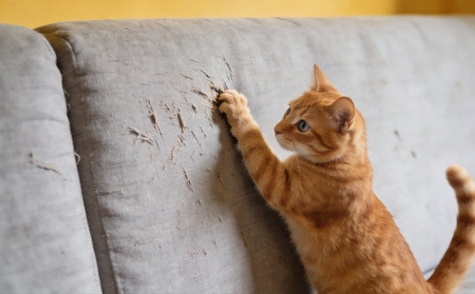 Kratztonne Katze - Pawsometime