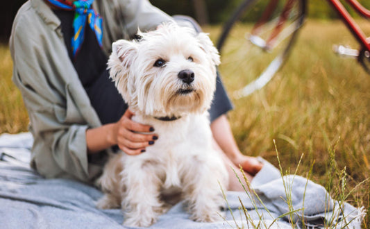 Warum kurze Spaziergänge kleine Hunde oft nicht auslasten - PAWSOMETIME