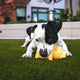 quietschendes Hundespielzeug - Pawsometime