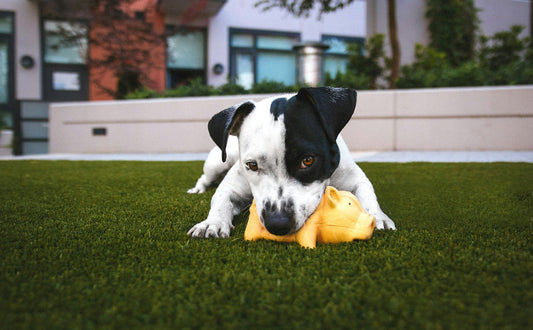quietschendes Hundespielzeug - Pawsometime