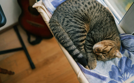 Kratzbaum mit Hängematte - Pawsometime