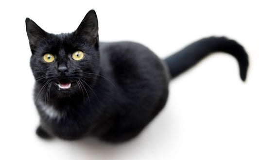 Spielzeug Katze - Pawsometime