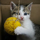 Spielball Katze - Pawsometime