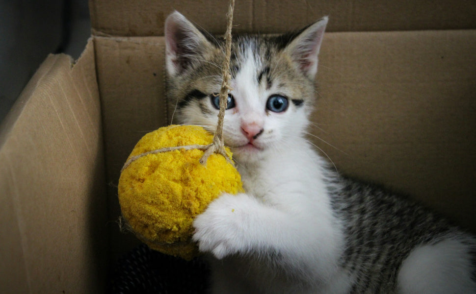 Spielball Katze - Pawsometime