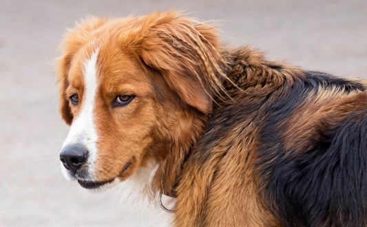 Hund Spielzeug - Pawsometime