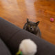 Spielball Katze - Pawsometime
