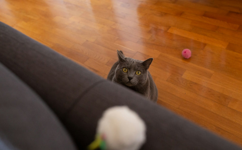 Spielball Katze - Pawsometime