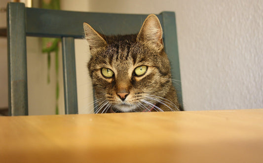 Kletterbaum Katze - Pawsometime