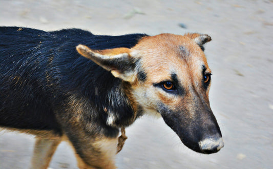 Kuscheltier für Hunde - Pawsometime