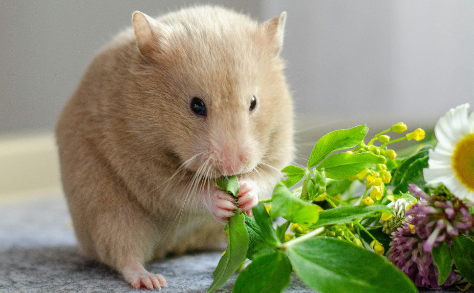 Hamsterrad - Pawsometime