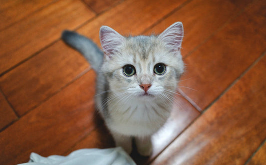 stabile katzenkratzbaum - Pawsometime