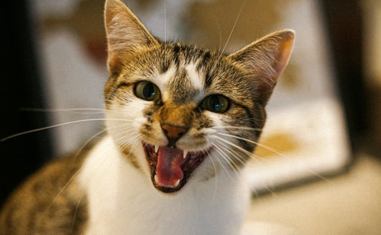 Katzenspielzeug - Pawsometime