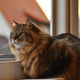 Katzen Kratzbaum Natur - Pawsometime