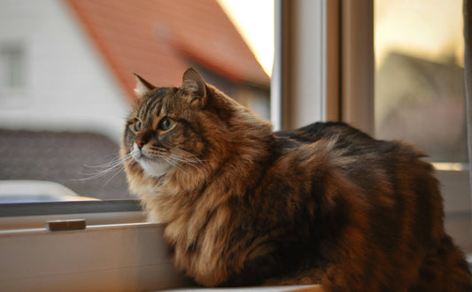 Katzen Kratzbaum Natur - Pawsometime
