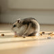 Hamsterrad - Pawsometime