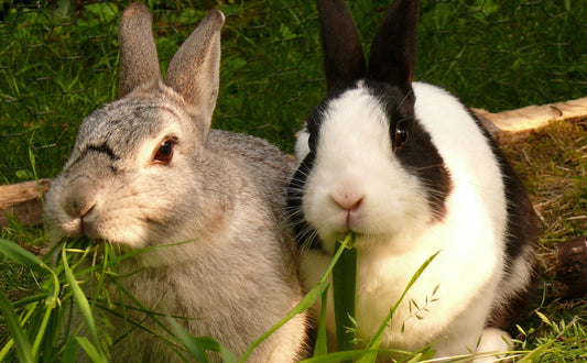 Kaninchen Spielzeug - Pawsometime