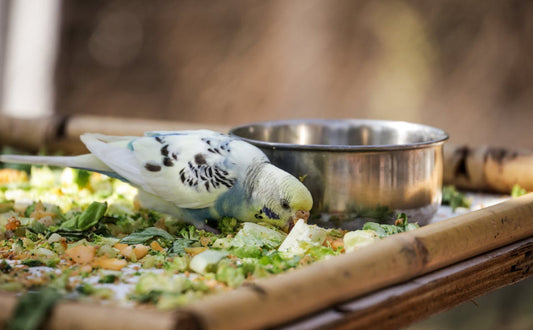 Wellensittich Spielzeug - Pawsometime