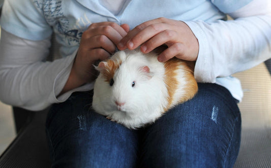 Spielsachen für Meerschweinchen - Pawsometime