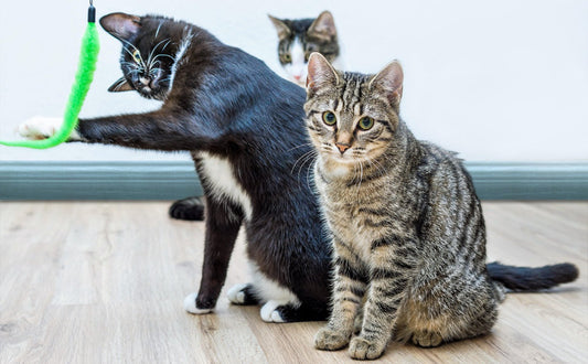 Spielzeug Katze - Pawsometime