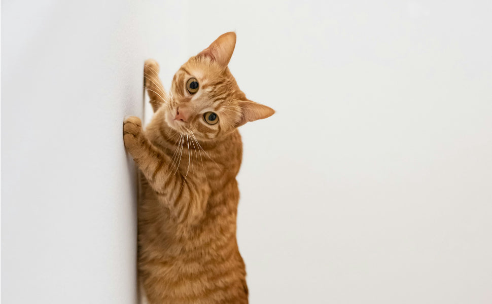 katzen kratzmatte wand - Pawsometime