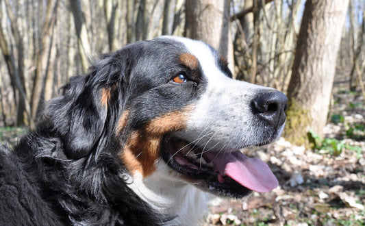 Hund Spielzeug - Pawsometime