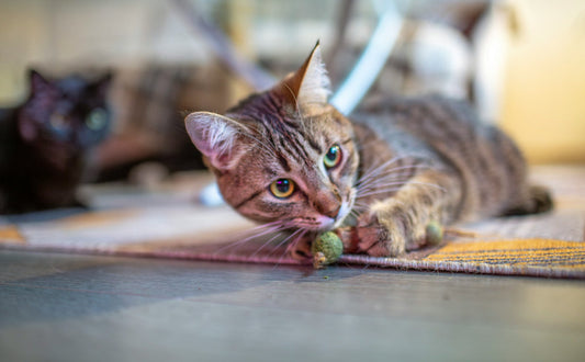 catnip toys - Pawsometime