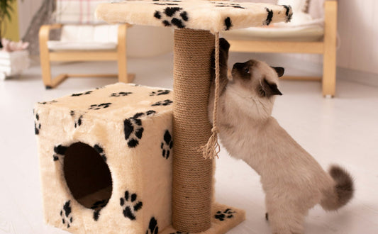 Katzen natur Kratzbaum - Pawsometime