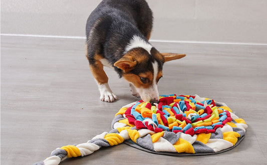Schnüffelteppich Hund - Pawsometime