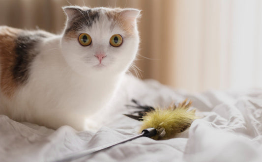 Katze Spielzeug - Pawsometime