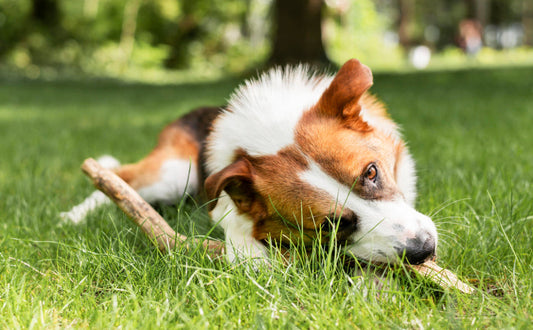 Spielzeug für den Hund - Pawsometime