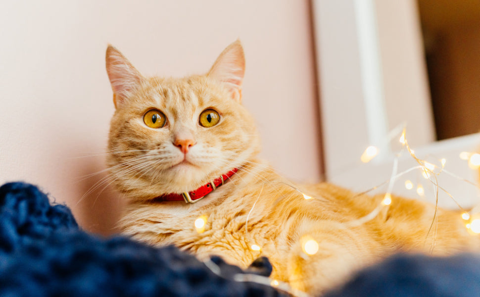 Katzenangel - Pawsometime