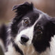 Hundespielzeug quietschen - Pawsometime