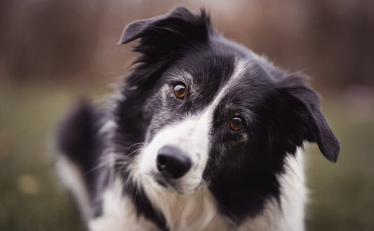 Hundespielzeug quietschen - Pawsometime