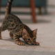 Kitten Spielzeug - Pawsometime