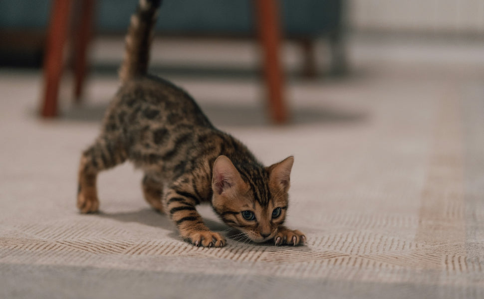 Kitten Spielzeug - Pawsometime