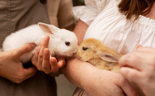 Hasen Spielzeug - Pawsometime