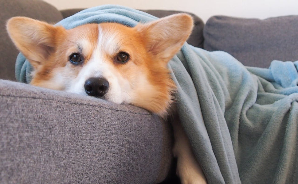 schnüffelteppich hund - Pawsometime