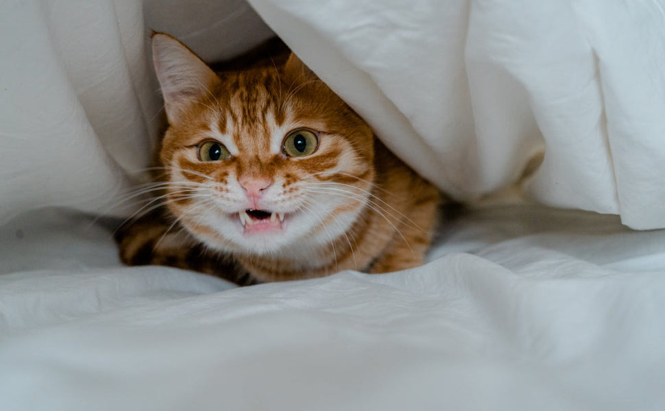 Multifunktionale Katzenbett - Pawsometime