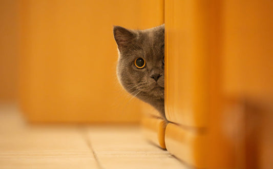 Katzenhöhle - Pawsometime