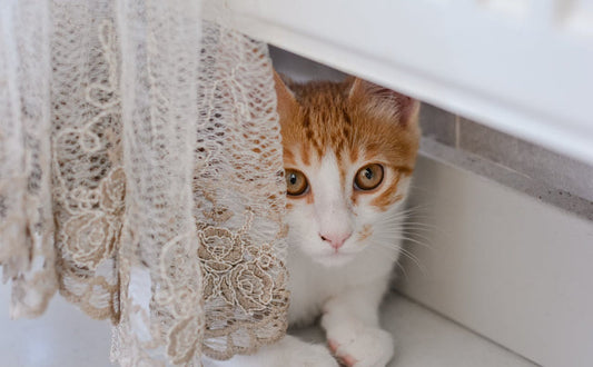 Katzen Tunnel - Pawsometime