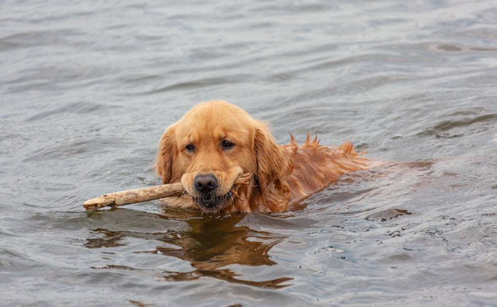 Hund Frisbee - Pawsometime