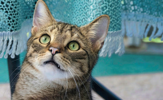 Katzenspielzeug elektrisch - Pawsometime