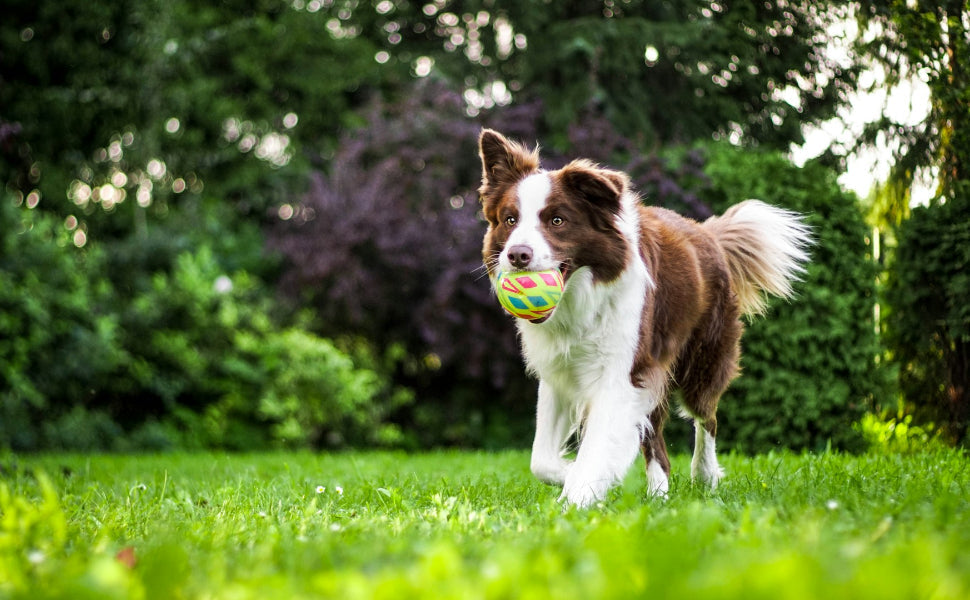 Intelligenzspielzeug Hund - Pawsometime