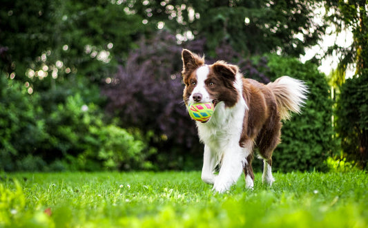 Intelligenzspielzeug Hund - Pawsometime