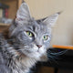 Kratzbaum grosse Katzen - Pawsometime