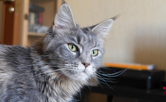 Kratzbaum grosse Katzen - Pawsometime