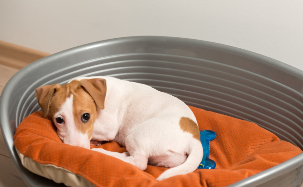 Kauknochen Hund - Pawsometime