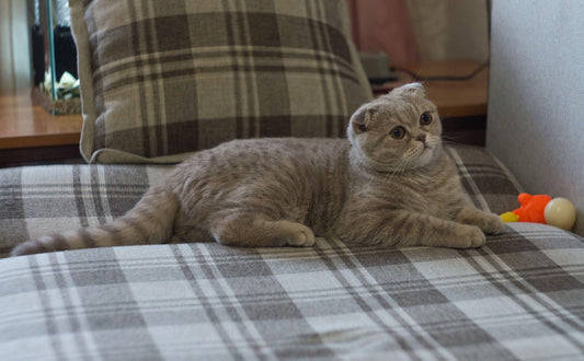 Katzenbaum stabil - Pawsometime